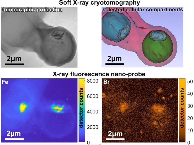 Die Kombination mehrerer Messmethoden an den Synchrotronquellen BESSY II, ALBA und ESRF zeigt, wie Bromoquin den Entgiftungsprozess der Plasmodien stört.