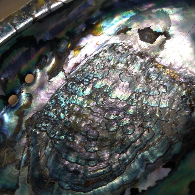 FAU-Wissenschaftler haben zusammen mit internationalen Kolleginnen und Kollegen das Rätsel um die Härte von Perlmutt (im Bild das Perlmutt einer Abalone-Schnecke)  geknackt.