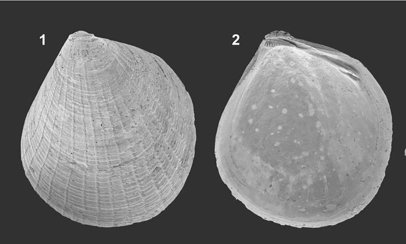 Kleine Muschel – großer Name: Neocardia kandeli. 