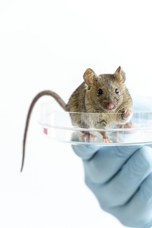 Der ultimative Pluripotenz-Test: nach tetraploider Komplementierung entstand eine adulte Maus mit ausschließlich iPS-Zellen.