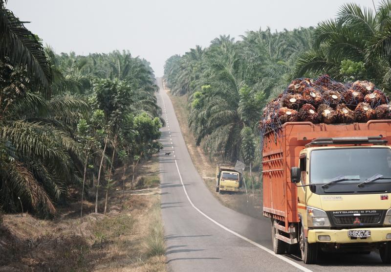 Aus den Früchten gewonnenes Palmöl macht einen beträchtlichen Teil des Bruttoinlandsprodukts vieler tropischer Länder aus.