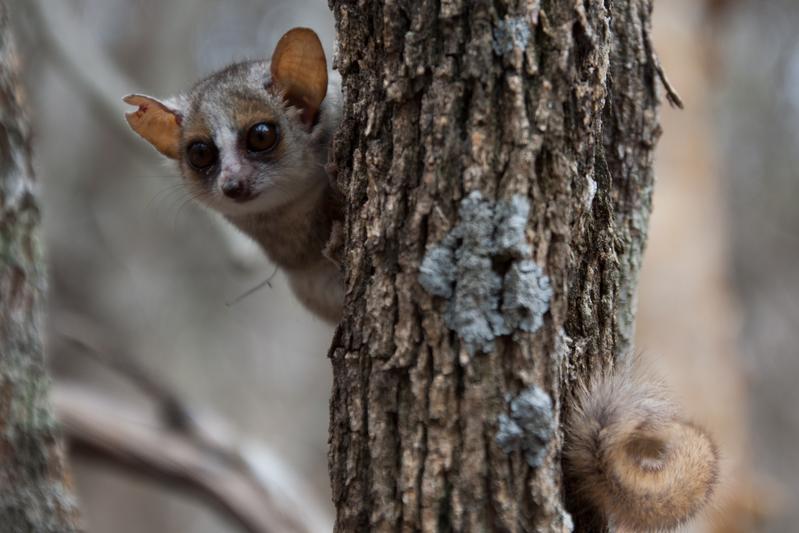 Der Graurote Mausmaki (Microcebus griserufus) gehört zu den madagassischen Lemuren