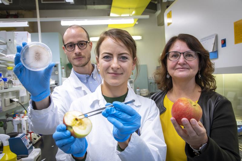 Gabriele Berg (re.), Birgit Wassermann (Mitte) und Peter Kusstatscher (li.) konnten mit einer kombinierten Methode aus HWT und Biokontrollorganismen die Lagerfähigkeit von Äpfeln deutlich steigern 
