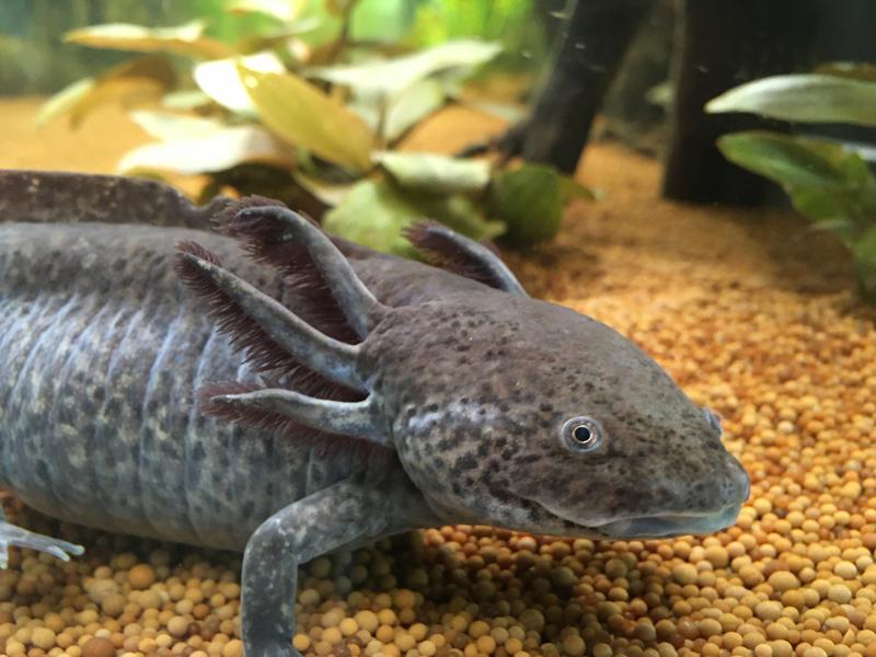 Axolotl können Herzmuskelgewebe regenerieren