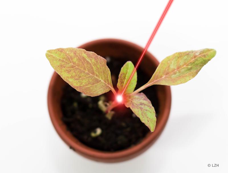 Mit einem Laserstrahl kann das Wachstumszentrum von Unkraut geschädigt und so unmittelbar daneben wachsen-den Nutzpflanzen der entscheidende Wachstumsvorteil verschafft werden.