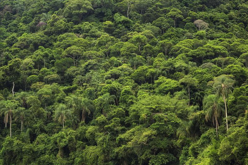 Die Regenwälder der Erde binden große Mengen an Kohlenstoff in ihrer Biomasse und sind damit eine entscheidende Kohlenstoffsenke.
