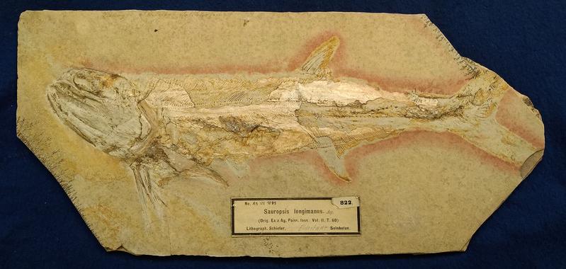 Sauropsis longimanus  - ein für die Studie untersuchtes Exemplar aus der Gruppe der Pachycormidae aus der SNSB-Bayerischen Staatssammlung für Paläontologie und Geologie.