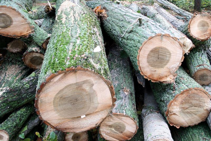 Hardwood species can compensate for the supply shortage in coniferous woods