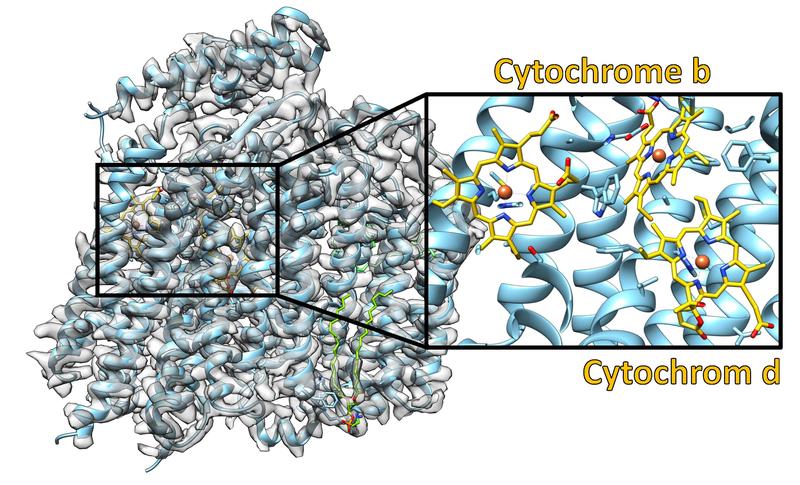 Struktur der Cytochrom-bd-Oxidase: Experimentellen Daten in grau und das daraus abgeleitete molekulare Modell farbig. Die Ausschnittvergrößerung zeigt wo die drei Cytochrome gebunden sind.