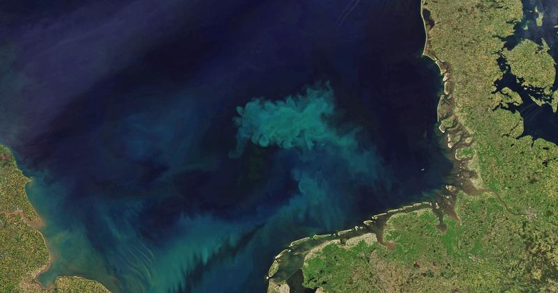 In the 70,000 square kilometer wide German Bight alone, algal bloom produces about ten million tones of biomass in spring. 