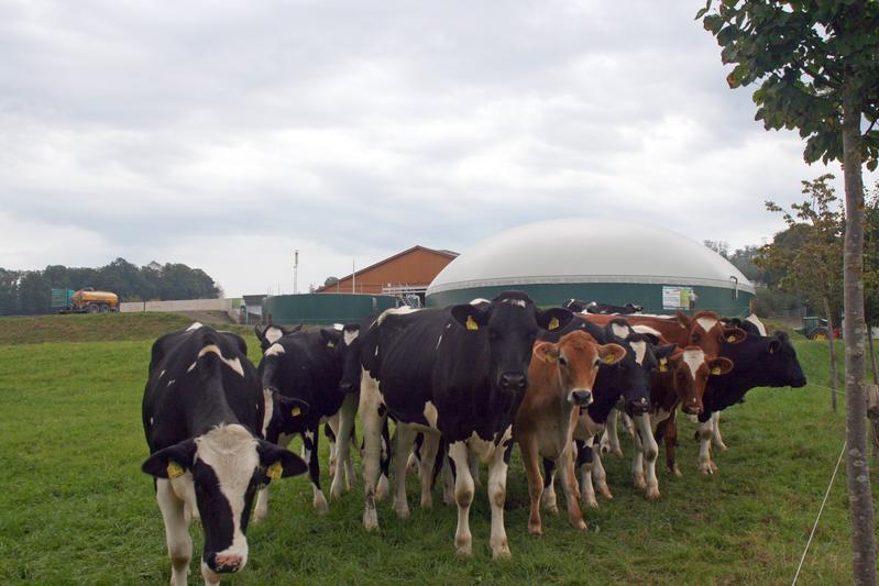 Welche Nutzungsoptionen und Handlungsempfehlungen sind für den Erhalt und den Ausbau der Güllenutzung in Biogasanlagen möglich?