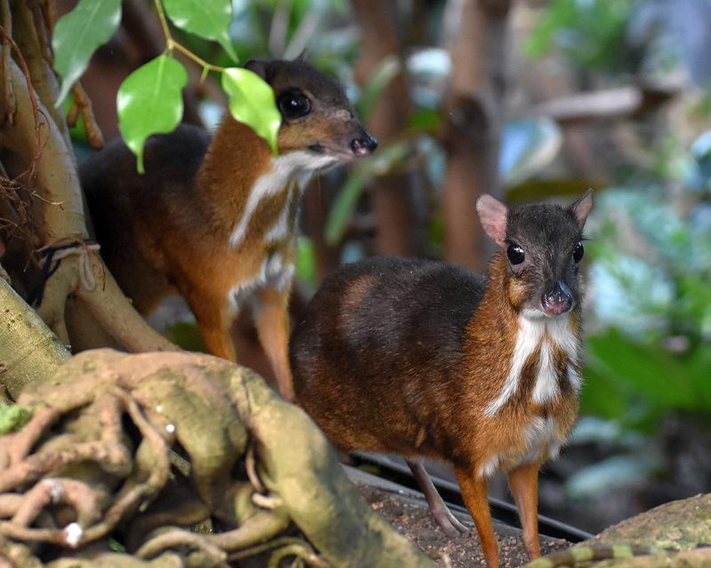 Kleinkantschile (Tragulus javanicus) sind lebende Vertreter der Hirschferkel und nur auf Java heimisch. Sie gehören mit einem Gewicht von ca. 2 kg zu den kleinsten Paarhufern der modernen Welt.