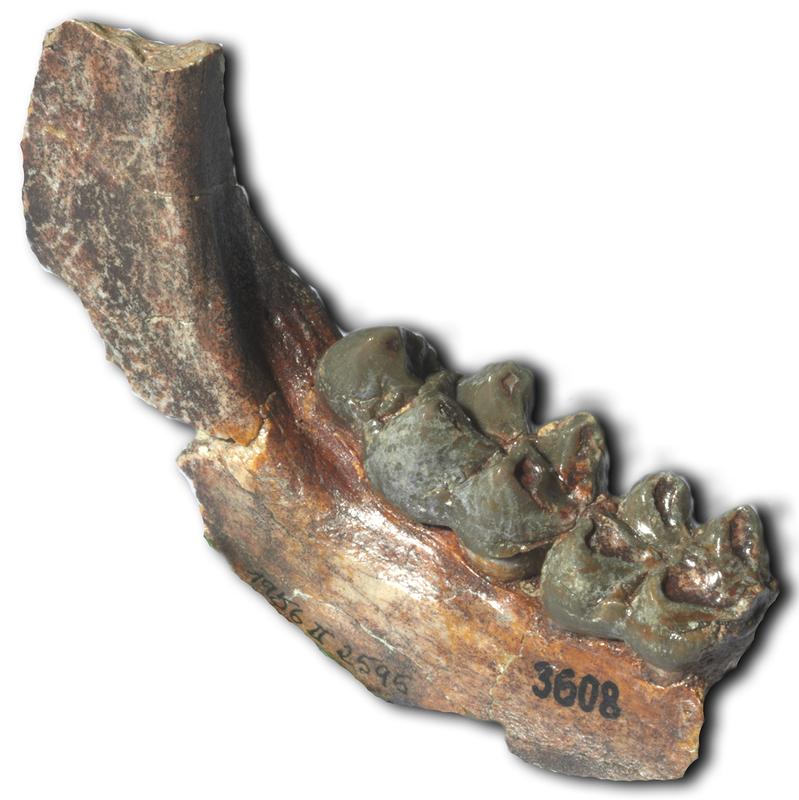 Fossiles Unterkieferfragment mit zwei Backenzähnen eines Hirschferkels aus Pakistan. Die Größe der Zähne lässt ein Körpergewicht von über 100 kg schätzen.