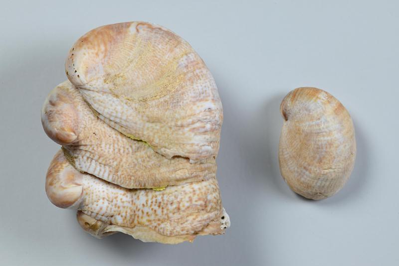 Zu Unrecht für den Rückgang der Austern verantwortlich gemacht: Pantoffelschnecke Crepidula fornicata.  