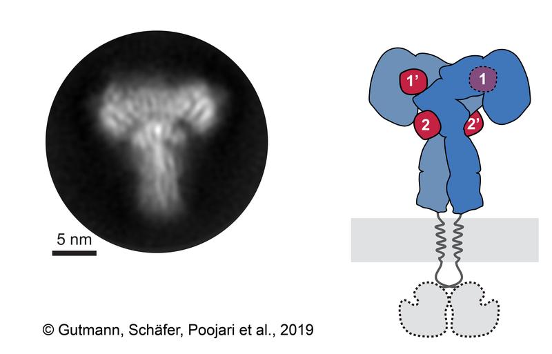 2D-Ansicht der mit Insulin gesättigten Insulinrezeptor-Ektodomäne (l.) und das entsprechende Schema des Rezeptors (r.). Die Ektodomäne des Insulinrezeptors ist blau und die 4 Insuline sind rot