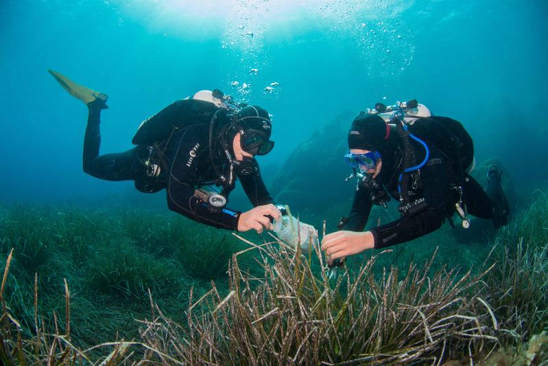 Taucher sammeln Blätter des Neptungrases (Posidonia oceanica) in der Bucht von Calvi auf Korsika. 