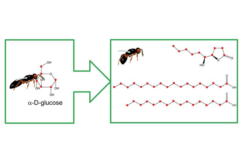 Regensburger Biologen konnten Fettsäurebiosynthese bei parasitischen Wespen nachweisen