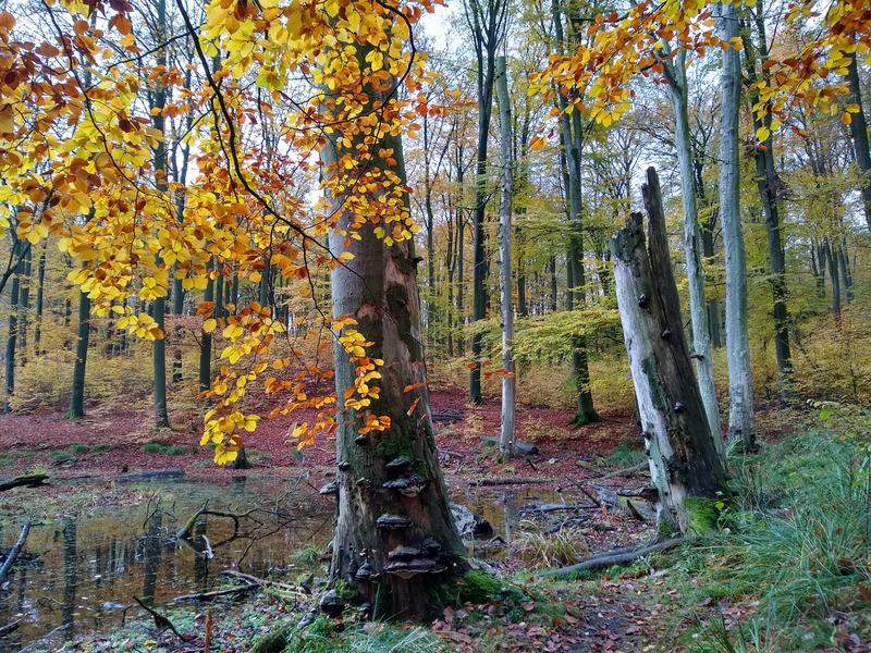Beech forest in Grumsin (Brandenburg, Germany)