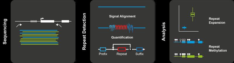 Schrittweise reicherten die Forschenden zunächst selektiv die Moleküle mit Repeats an, analysierten das elektrische Signal und bestimmten so Länge der Repeats und ihre epigenetische Signatur.