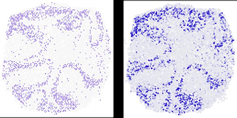 Mäuse-Hirn: Wo wird gerade das Gen Neurod1 abgelesen? Der Längsschnitt (r.) zeigt, dass novoSpaRc dies mit Einzelzell-Sequenzierdaten beantworten kann. Zum Vergl. (l.) das Ergebnis aus Experimenten.