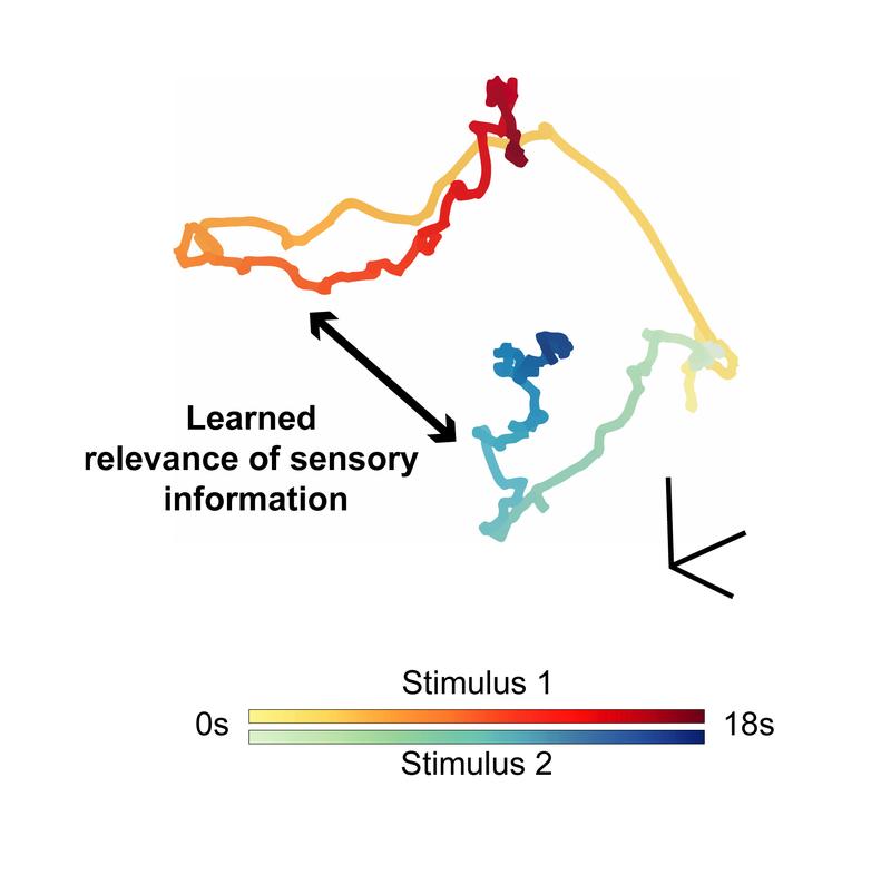 Encoding of the learned relevance of sensory information at the population level in the neocortex.