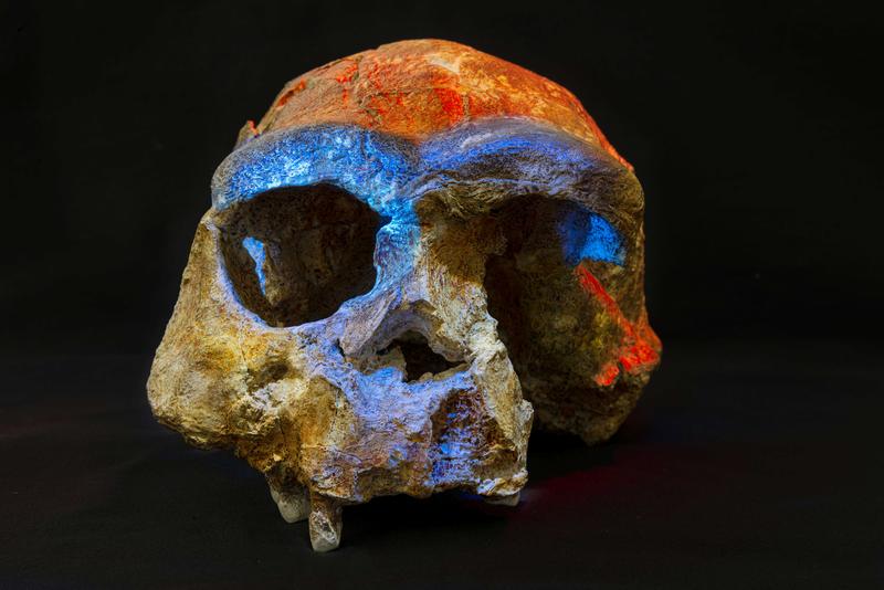 Der Schädel eines Homo erectus aus Sangiran. Mit einem Alter von rund einer Million Jahre ist er einer der vollständigsten Schädelfunde dieser Menschenart.
