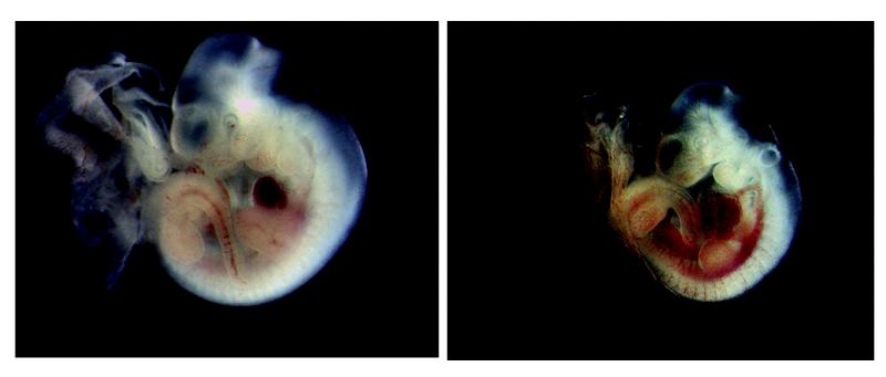 Die Bilder zeigen einen Wildtyp-Embryo links und einen Embryo mit inaktiver Caspase-8, (rechts). 