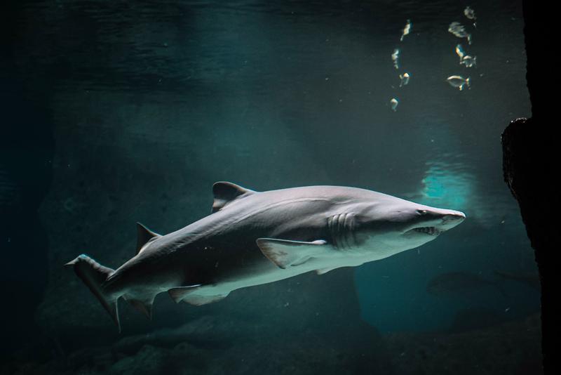 Die Haut von schnellschwimmenden Haien ist mit Riblets versehen, die die oberflächennahe Reibung so reduzieren, dass der Hai bei der Jagd Energie spart. 