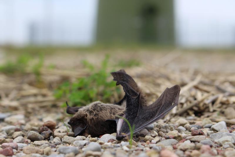 Schlagopfer an Windkraftanlage