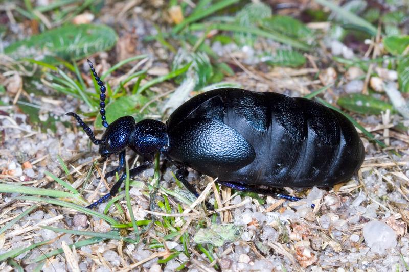 Das Insekt des Jahres 2020:  Der Schwarzblaue Ölkäfer (Meloe proscarabaeus). 