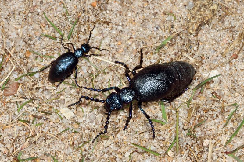 Zwei männliche Exemplare des Schwarzblauen Ölkäfers. 