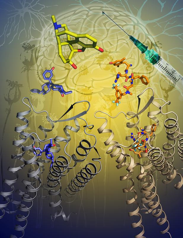 Die Grafik zeigt die zwei beschriebenen Kristallstrukturen des Delta-Opioid-(DOP)-Rezeptors mit aktivierenden Molekülen (blau und orange). Morphin, ein starkes Schmerzmittel, ist in Gelb dargestellt.