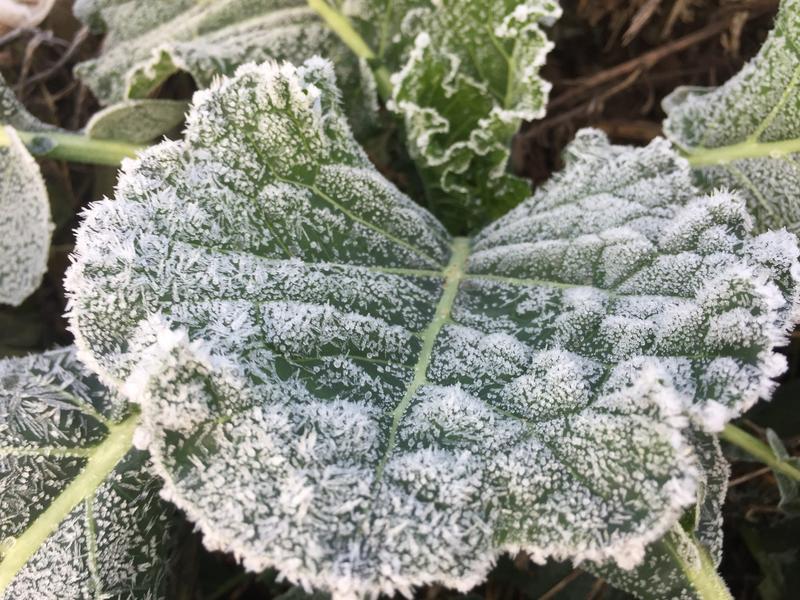 At cold temperatures, kale transforms complex carbohydrates in its cell walls into smaller sugar molecules, all of which are sweet and make the kale taste better.