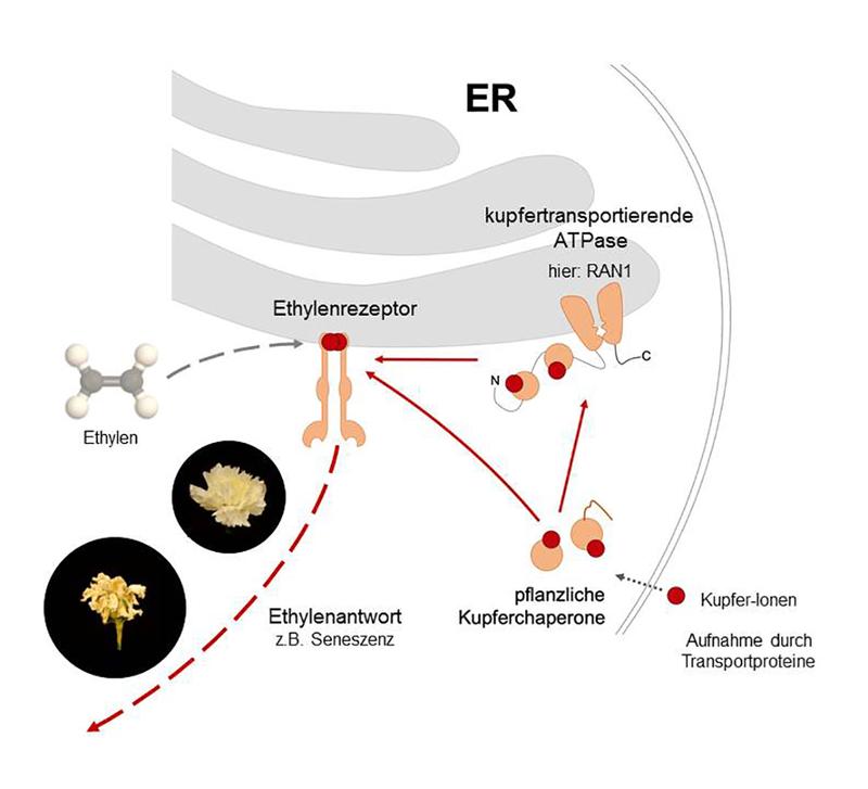 Kupfer-Ionen gelangen mit Hilfe von Transportproteinen zu den Ethylenrezeptoren am Endoplasmatischen Retikulum. Dort lösen sie verschiedene Reifesignale für die Pflanze aus, bis hin zum Verwelken. 