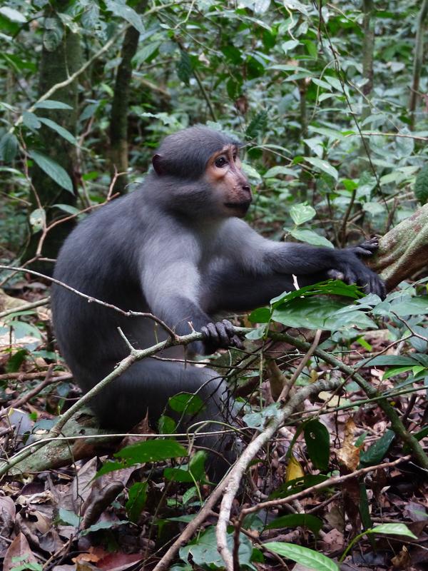 Männlicher Mangabenaffe blickt besorgt in Richtung Schlange. 