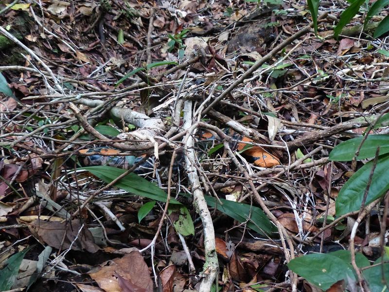 Die Forscher versteckten ein Schlangenmodell (orange) im Wald und filmten die Reaktionen der Affen, die es sichteten.