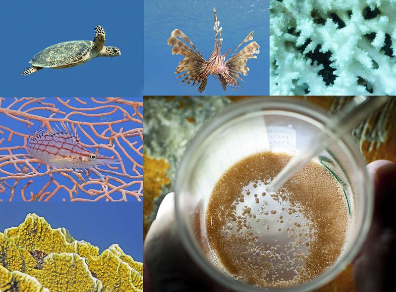 Was uns Farben und Forschung über Korallenriffe verraten – die Weltkorallenriffkonferenz ICRS 2020 ruft zu einem Fotowettbewerb auf.
