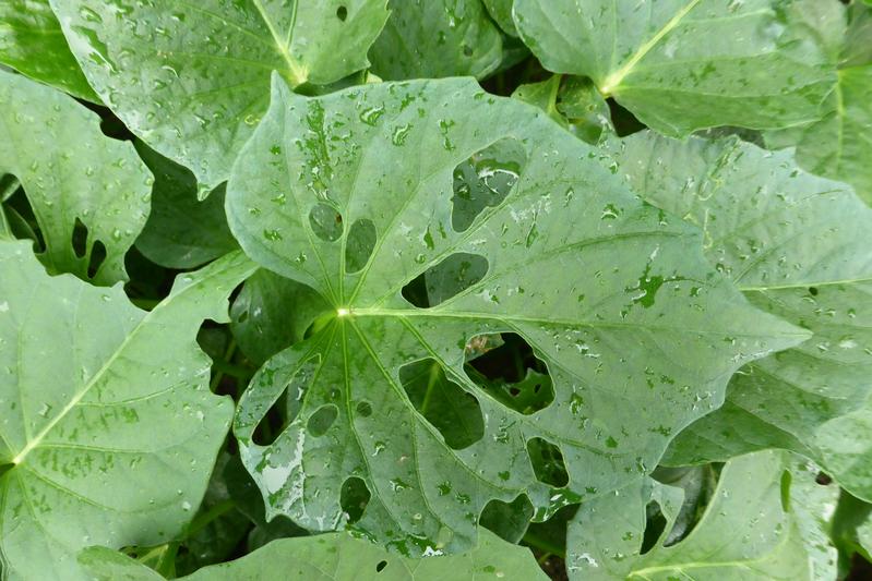 Fraßschaden an den Blättern der Süßkartoffel Ipomoea batatas