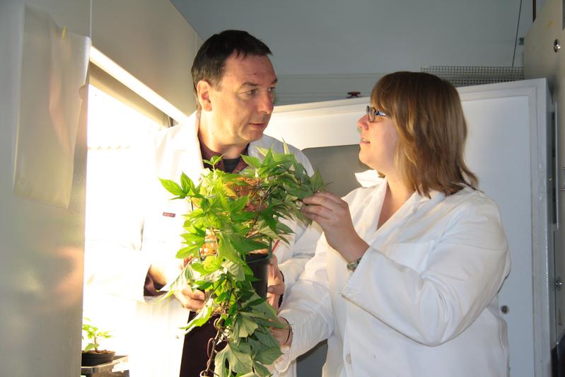 Axel Mithöfer und Anja Meents begutachten eine Süßkartoffelpflanze. 