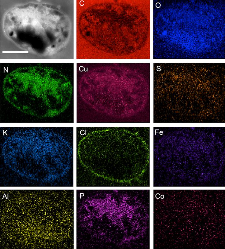 Der Pfad anorganischer Bestandteile innerhalb einer mikrobiellen Zelle, untersucht durch Element-spezifische Ultrastrukturanalyse von Metallosphaera sedula, kultiviert auf NWA 1172.