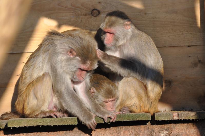 Rhesusaffen in der Primatenhaltung am Deutschen Primatenzentrum.
