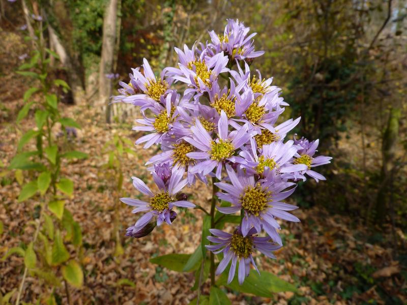 Tatarinow's aster (Aster tataricus) contains the drug astin only if it contains the fungus which makes it, C. asteris. 