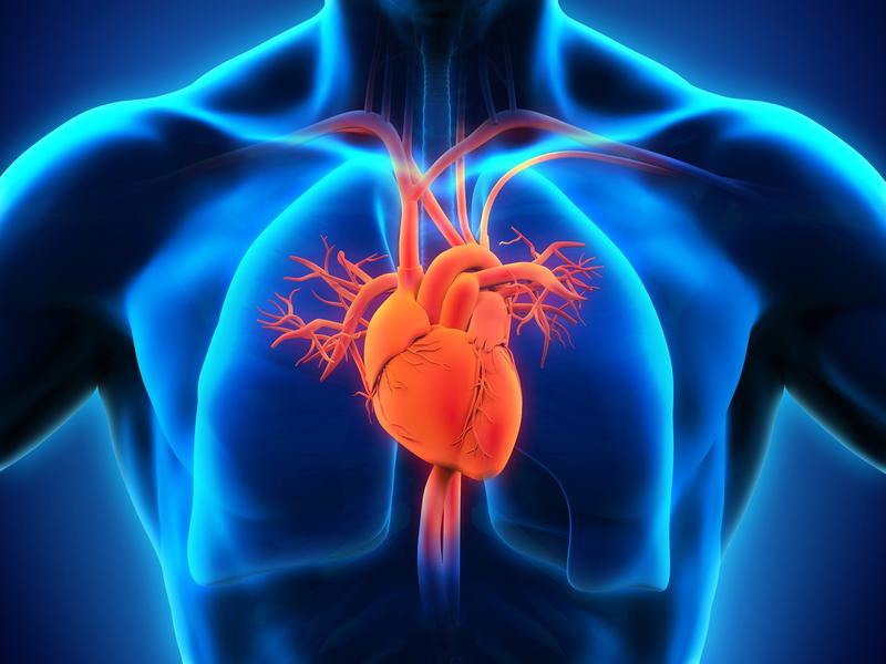 Auf den 5. Regensburger Herz-Kreislauf-Tagen informieren sich Mediziner und Pflegepersonal über neue Diagnose- und Therapiemöglichkeiten bei Herzerkrankungen.
