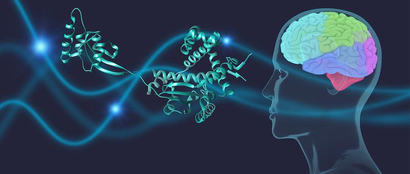 Chaperone schützen das Parkinson-Protein α-Synuclein im Gehirn.