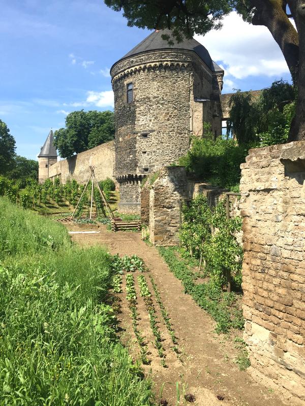 Gemüsebeete entlang der Andernacher Stadtmauer 