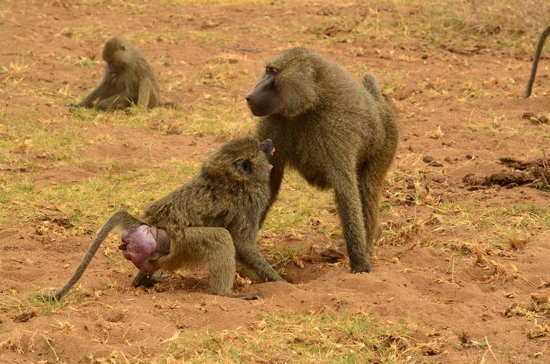 A female olive baboon at peak estrus rejects the mating attempt of a male.