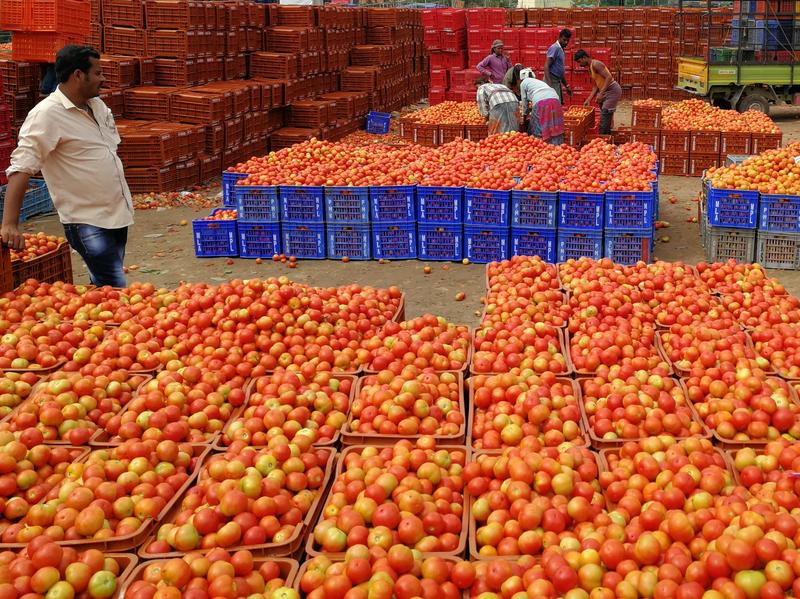 Arbeiter verpacken Tomaten auf dem Markt von Madanapalle, Indien, von wo diese in das gesamte Land geliefert werden.