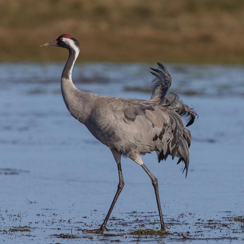 Führt die Liste der Arten mit bedeutendem Existenzwert für Deutschland an – der Kranich (Grus grus). 