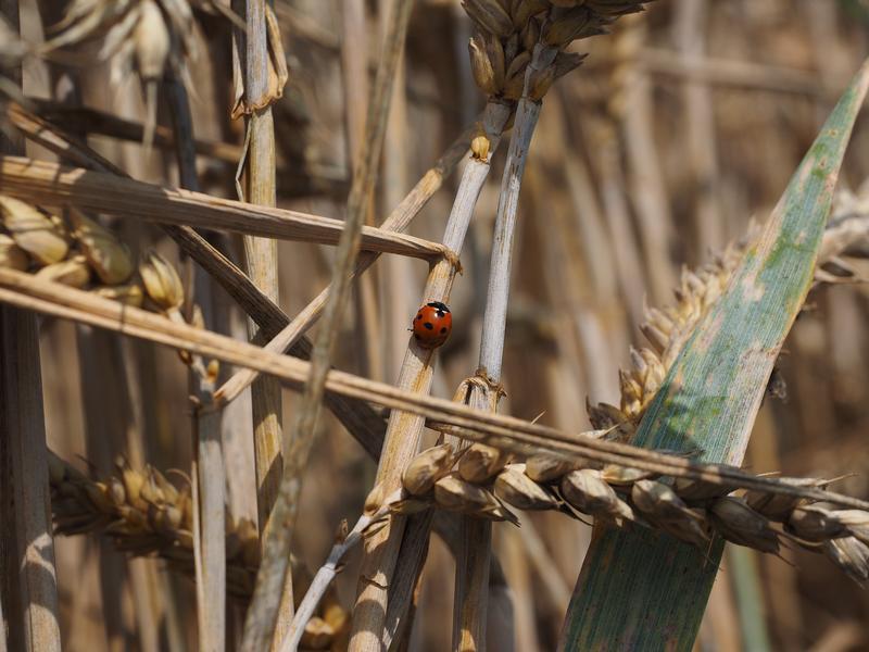 Landwirtschaft und Biodiversität – im Projekt SALBES werden die Wechselwirkungen genauer untersucht. 