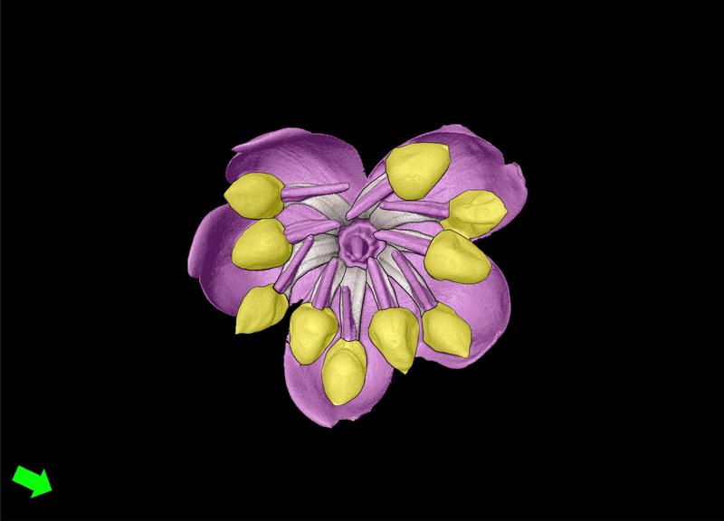 3D-Blütenmodell der vogelbestäubten Art Axinaea costaricensis aus den Costa Ricanischen Bergregenwäldern.